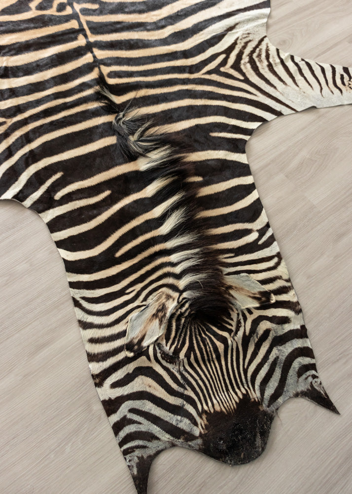 zebra skin rug