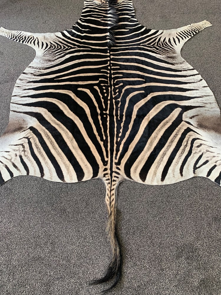 zebra skin rug