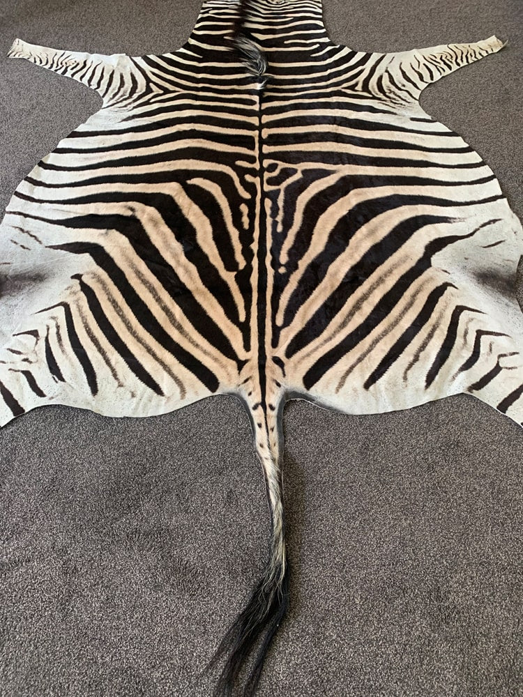 Burchell’s Zebra Skin Rug authentic and ethically sourced