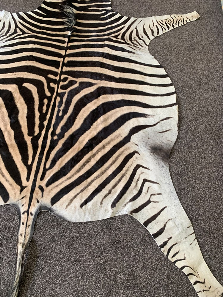 large zebra skin rug