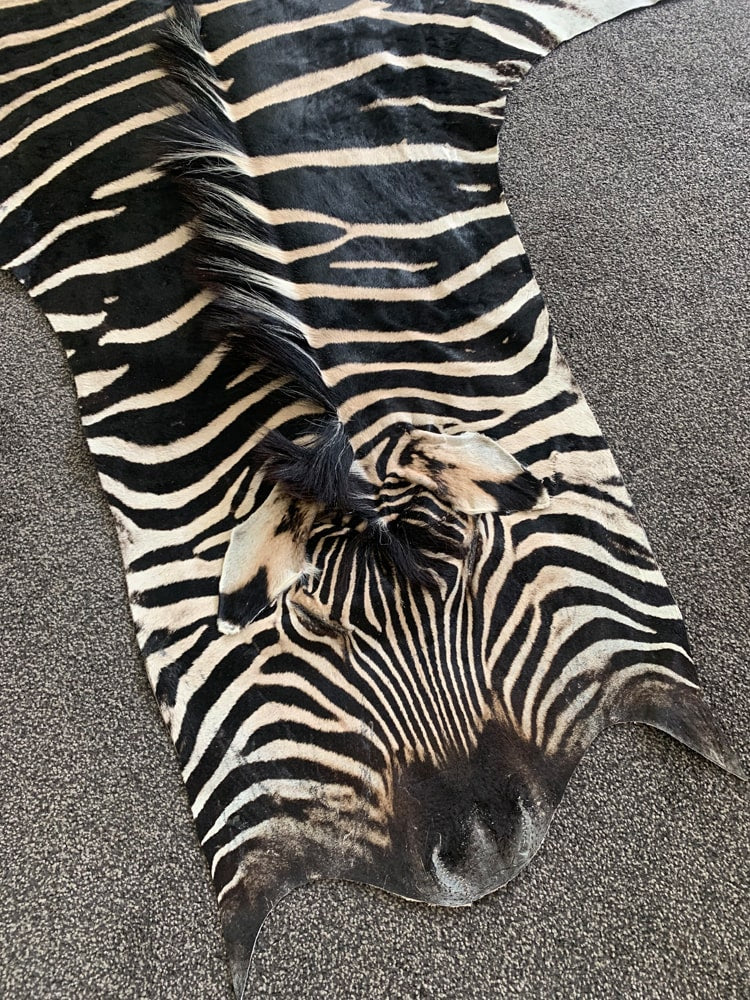 zebra skin rug