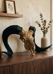 Authentic Ram Skull With Horn Hand Carved