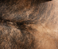 Exotic Brindle Cowhide Rug