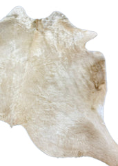 (Rare) Palomino Cowhide Rug (Size: 240 X 210 CM) CHR1909