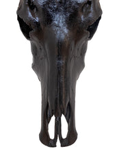 Authentic Midnight Black Buffalo Skull