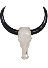 Authentic Natural Plain Buffalo Skull