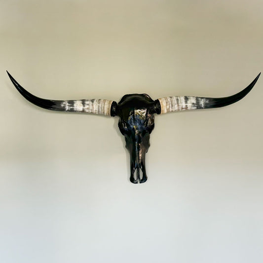 Authentic Black Longhorn Skull