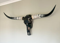 Authentic Black Longhorn Skull