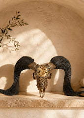 Authentic Ram Skull With Horn Hand Carved